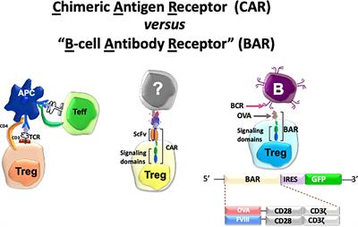 Driving CARs to BARs: The Winding Road to Specific Regulatory T Cells for Tolerance